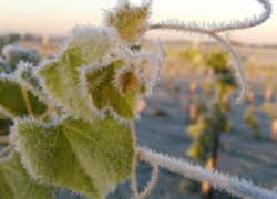 Ликвидация повреждений виноградника морозами и заморозками 