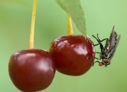 Черешню бьет вишневая муха 