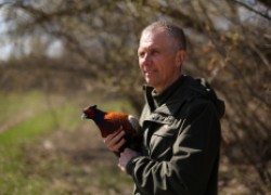 В Волгоградской области увеличивают популяцию фазанов 