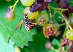 Катастрофа: осы на винограднике 