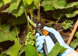 Зеленые операции на винограднике 