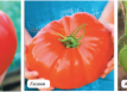 «Влюбленные» помидоры: в форме сердечка 