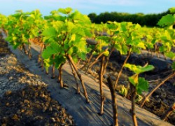 Почему загнивают корни у саженцев винограда 