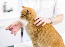 Витамины для кошки — нужны или нет? 