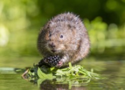 Незваный гость из водоема – водяная крыса 