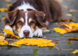 Осенние опасности для собак 