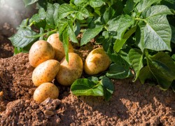 Как использовать ботву картофеля и помидоров с пользой для почвы 