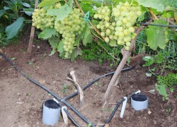 Подготовка почвы для виноградника 