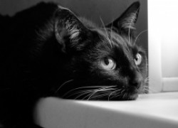 Что нужно знать о кошачьем лейкозе и вирусе иммунодефицита кошек 
