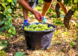 Первые трудности с виноградом 