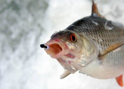 Мормышка для рыбалки: описание, функции 