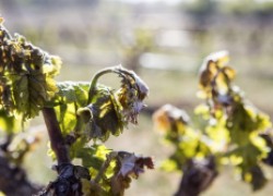 Осенние заморозки на винограднике 