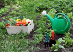 Удобрение для овощных – в центре внимания 