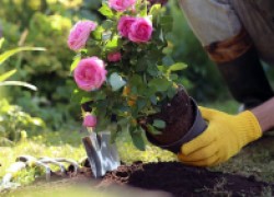 Выбираем правильные розы для своего ароматного сада 