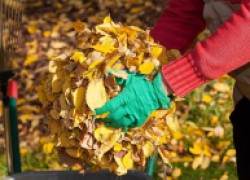 Как использовать опавшие листья в качестве удобрения 