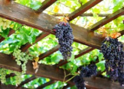 Сорта винограда, способные расти на беседке 