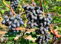 Черный кристалл и другие новинки виноградной селекции 