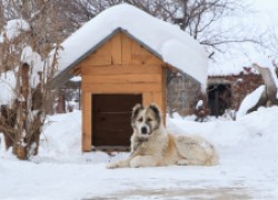 Как согреть собачью будку зимой 
