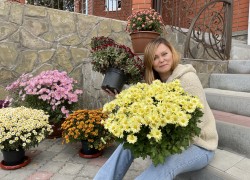 Как сохранить хризантему мультифлора зимой 