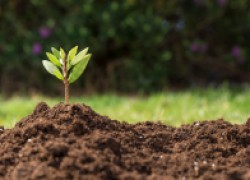 Как повысить плодородие почвы без затрат 