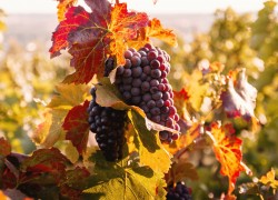 Поможет ли Фалькон на винограднике осенью? 