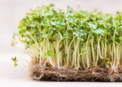 Топ-10 культур, которые можно использовать для выращивания микрозелени 