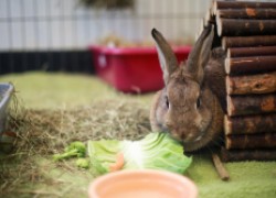 О декоративных кроликах в вопросах и ответах 
