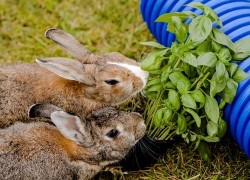 Основные условия содержания декоративных кроликов 