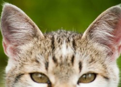 Ушные клещи: крошечные существа, которые могут представлять серьезную угрозу 