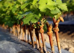 Секреты хранения черенков винограда от агронома 