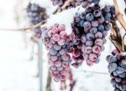О зимостойкости и морозоустойчивости винограда по-научному