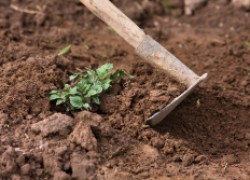 Глинистые почвы лучше мульчировать, чем вносить органику под перекопку 