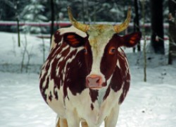 Как согреваются коровы зимой 