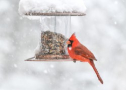 Как правильно подкармливать птиц зимой 