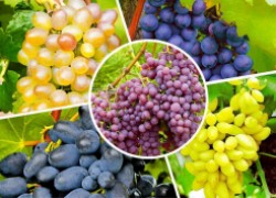 Есть ли сорта винограда, устойчивые к болезням 