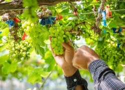 Уход за молодым виноградом: первый год 