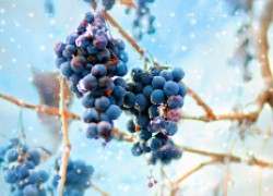 Зимние заморозки на винограднике 