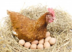 Лучшие яичные породы кур для вашей семьи 