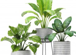 Самые живучие комнатные растения 