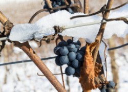 Комфортная зимовка винограда и тройная защита 