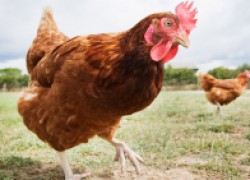 Народные советы, которые помогут избавиться от куриных паразитов 