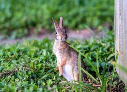 Как отпугнуть зайцев с садового участка 