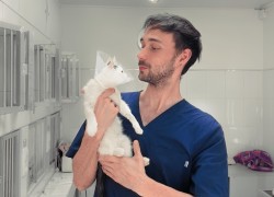 Инфекционный перитонит кошек - вирус со смертностью 96 % 