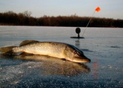 Советы и тактика ловли щуки на льду середины зимы 