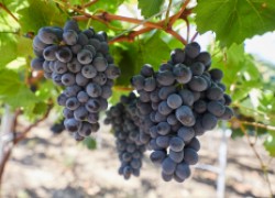 Суперранние виноградные сорта-жаворонки 