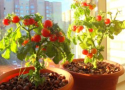 Что надо, чтобы вырастить помидоры в квартире 