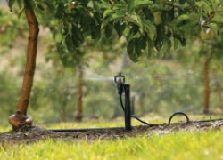 Яблони-рекордсменки: уход за взрослыми деревьями 