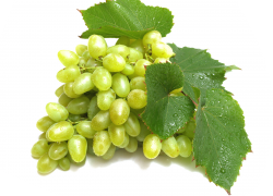 Мускатные сорта винограда: выбираем лучшее 