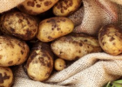 Коварный недуг картофеля – ризоктониоз и способы с ним справиться 