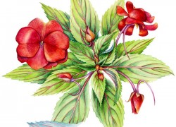 ТОП-5 однолетних цветов, которые затмят петунию 